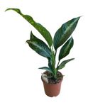 Dieffenbachia 'Panther' (Difenbahya Çiçeği)