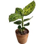 Dieffenbachia Reflector (Difenbahya)