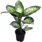 Dieffenbachia Seguine (Difenbahya Çiçeği)