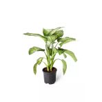 Dieffenbachia Tropic Snow - Yeşil Güzeli - Ev Ofis Salon Iç Mekan Bitkisi - Ø:21 Cm - H:80 Cm