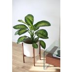 Dieffenbachia Tropik Snow Difenbahya Canlı Salon Bitkisi 40 60 Cm, BTS05032025BYB79