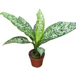 Dieffenbachia 'white Etna' (Difenbahya Çiçeği)