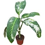Dieffenbachia 'yellow Star' (Difenbahya Çiçeği)