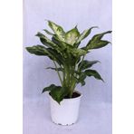 Difenbahya Bitkisi 17 Cm Saksı Çapı 21 Cm Boy Ev Bitkisi Ofis Bitkisi Salon Bitkisi
