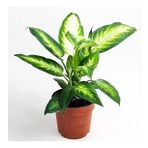 DİFENBAHYA BİTKİSİ (Dieffenbachia Camilla) 30-40 Cm