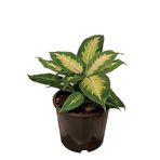 DİFENBAHYA BİTKİSİ-Dieffenbachia Tropical 50-60 cm