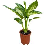 Difenbahya Bitkisi - Dieffenbachia Tropical Snow 30 - 50 cm