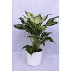 Difenbahya Camilla Bitkisi 17 Cm Saksı Çapı 21 Cm Boy Ev Bitkisi Ofis Bitkisi Salon Bitkisi