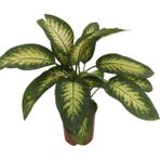 Difenbahya Tropic Snow 21 cm Saksı, 40-50 cm