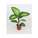 Difenbahya Tropik Salon Bitkisi Tropic Snow 50 70 Cm, BTSR855