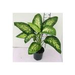 Difenbahya Tropik Snow, TYBTJ96CC5R8WCO863