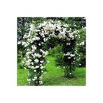 DİĞER1111 BEYAZ KOKULU SARMAŞIK GÜL FİDANI ( 80 - 100 CM ) - TÜPLÜ