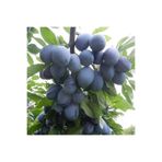 DİĞER1111 BİRTON MÜRDÜM ERİK FİDANI ( 80 - 100 CM ) - AÇIK KÖK