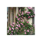 DİĞER1111 ISPARTA KOKULU SARMAŞIK GÜL FİDANI YEDİVEREN ( 80-100 CM ) - TÜPLÜ