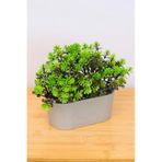 Digithome Dekoratif Kayık Saksılı Yapay Çiçekli Ağaç Yeşil 17cm Eva-5830 C1-1-423