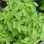 Dik Gelişen Limon Fesleğen Tohumu(100 tohum)