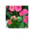 Dikenler Tacı Çiçeği Fidanı 10-20 cm Açık Pembe