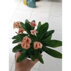 Dikenler Tacı (euphorbia Milii) 15-20cm