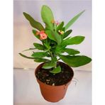 Dikenler Tacı Euphorbia Milli Fidanı 10-20 Cm