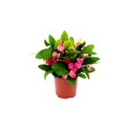 Dikenler Tacı Euphorbia Millii Saksı Çapı 12 cm Dikenler Tacı