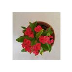 Dikenler Tacı Kırmızı Tropikada Millie Euphorbia (Kırmızı)
