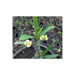 Dikenler Tacı Saksıda Sarı - Milli Çiçeği - Euphorbia 10-20 Cm
