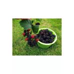 Dikensiz Jumbo Böğürtlen Fidanı 10-20 Cm