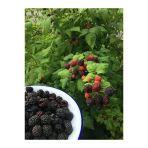 Dikensiz Jumbo Böğürtlen Fidanı 30-60 Cm