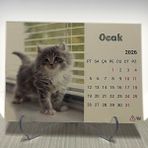 Dikkat Ajans 2026 Kedi Masa Takvimi