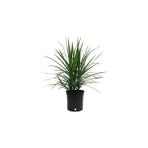 Dış Mekan Dragon Ağacı Dracaena Indivisa 60 80 cm Saksıda