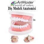 Diş Modeli Anatomisi 1 Paket İnsan Diş Çene Modeli Eğitci Fen Biyoloji Deney Maketi Diş Maketi Ders Okul