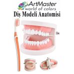 Diş Modeli Anatomisi Ve Fırça 1 Paket İnsan Diş Çene Modeli Eğitci Fen Biyoloji Deney Maketi Diş Maketi Ders Okul