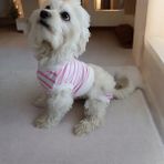 Dişi Köpek Regl Külodu ve Tshirt Takımı – Ayarlanabilir, Yıkanabilir, Hijyenik Köpek Külodu - Açık Pembe
