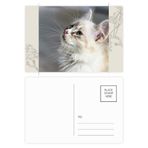 Dıythinker 14x9 cm 20 Adet Renkli Beyaz Evcil Hayvan Kedi Hayvan Profili Sevimli Bakış Çiçek Kartpostal Seti
