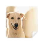 Dıythinker 2 Adet Süet Kumaş Gülümseme Beyaz Köpek Evcil Hayvan Resim Gözlükleri Temizleme Bezi ve Telefon Ekran Temizleyici