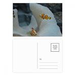 Dıythinker 20 Adet 14x9 cm Renkli Okyanus Palyaço Balık Bilim Doğa Resim Kartpostal Seti