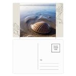 Dıythinker 20 Adet 14x9 cm Renkli Okyanus Su Kabuğu Bilim Doğa Resim Çiçek Kartpostal Seti