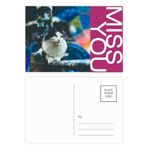 DIYthinker Animal Lazy Cat Fotoğraf Çekimi Miss Kartpostal Seti Teşekkür Kartı Gönderi Tarafı 20 adet