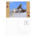DIYthinker Kitty Cat Pet Relax Sleep Animal Sevimli Noel Baba Hediye Kartpostal Teşekkür Kartı Gönderi 20 adet