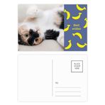 DIYthinker Kitty Cat Stripes Relax Sleep Animal Muz Kartpostal Seti Teşekkür Kartı Gönderi Tarafı 20 adet