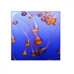 Dıythinker Okyanus Deniz Anası Bilim Doğa Resim 15x15 cm Seramik Karo