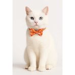 DodoJoy Zilli Kedi Tasması, 3'ü 1 Arada Kedi Tasması, Papyon Ve Kurdeleli Kedi Tasmaları, Desenli