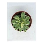 DOĞA BAHÇESİ Aeonium Castelo-paivae (suncup) Variegata Nadir Ve Koleksiyonluk Tür Sukulent 5,5cm Saksılı