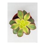 doğa bahçesi Aeonium Kiwi Sukulent 5.5cm Saksılı