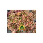 DOĞA BAHÇESİ Aeonium Sweet Tea Variegated (Uzak Doğu İthal) Nadir ve Koleksiyonluk Tür Sukulent 5.5cm Saksılı