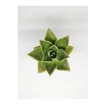 DOĞA BAHÇESİ Echeveria Mexicana Sukulent 5,5cm Saksılı
