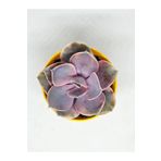 DOĞA BAHÇESİ Echeveria Rainbow Koleksiyonluk Tür Sukulent 5,5cm Saksılı
