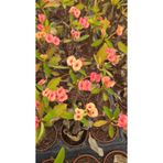 DOĞA BAHÇESİ Euphorbia Milii Pink Butterfly - Pembe-Turuncu Çiçek Açan Dikenler Tacı 5.5cm Saksılı