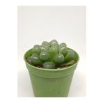 doğa bahçesi Haworthia Cooperi Var. Pilifera Yarı Saydam Nadir Tür Sukulent 5.5cm