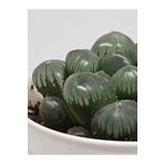 DOĞA BAHÇESİ Haworthia Obtusa Blue Yarı Saydam Yapraklı Çok Nadir Koleksiyonluk Tür Sukulent 5,5cm Saksılı